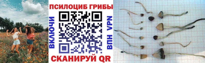 Купить  Камешково  Галлюциногенные грибы мицелий 